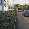 Подрезка кустов